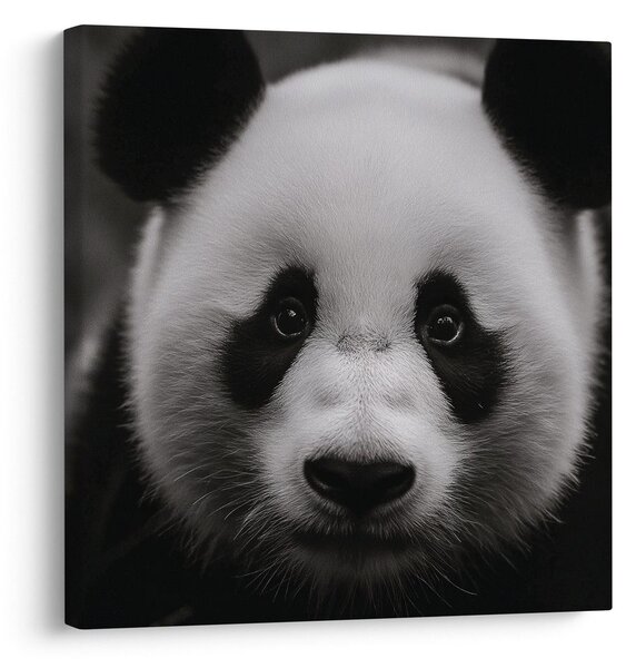 Slika panda na crnoj pozadini