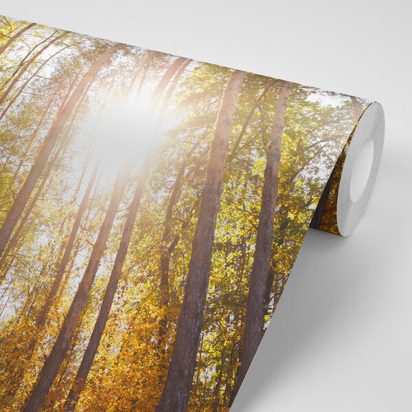 Fototapeta šuma u jesenjim bojama