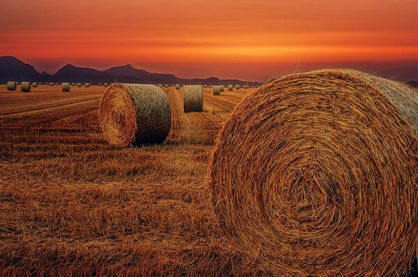 Fototapeta bale sijena