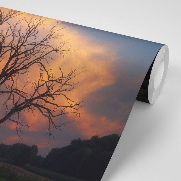 Fototapeta prekrasno stablo na livadi