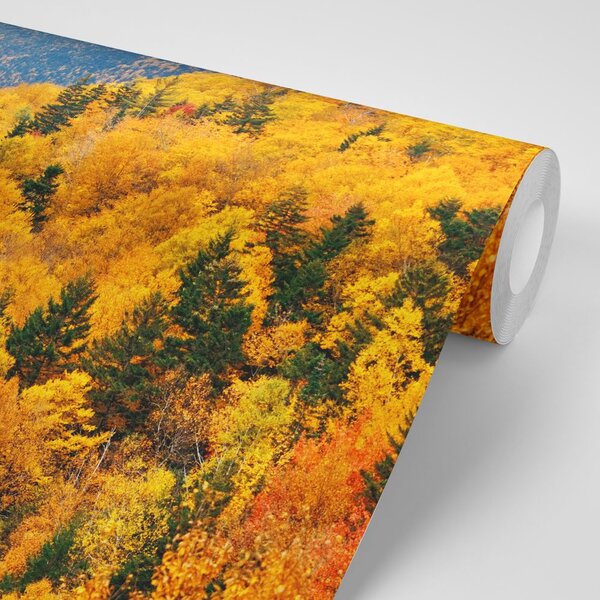 Fototapeta ogromna šuma