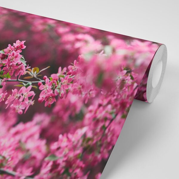 Fototapeta detaljno cvjetovi trešnje