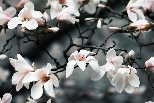 Fototapeta magnolija koja se budi
