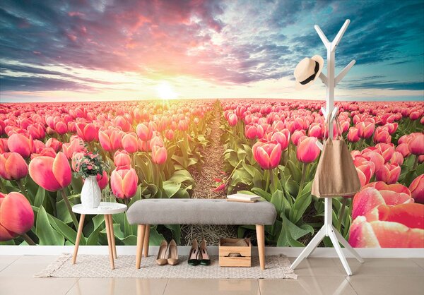 Tapeta izlazak sunca iznad livade s tulipanima