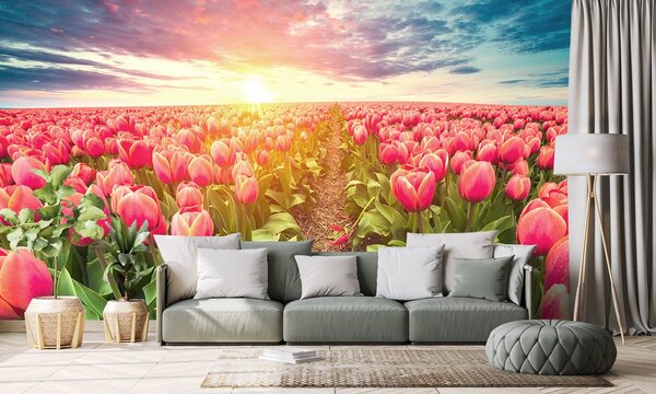Tapeta izlazak sunca iznad livade s tulipanima