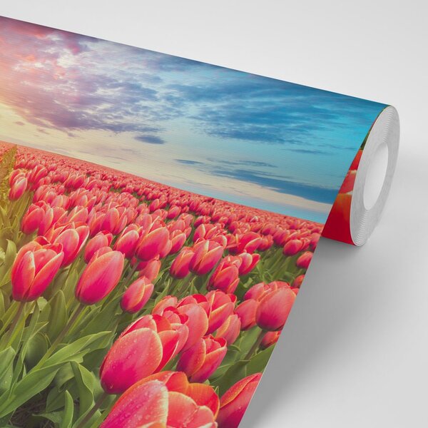 Tapeta izlazak sunca iznad livade s tulipanima