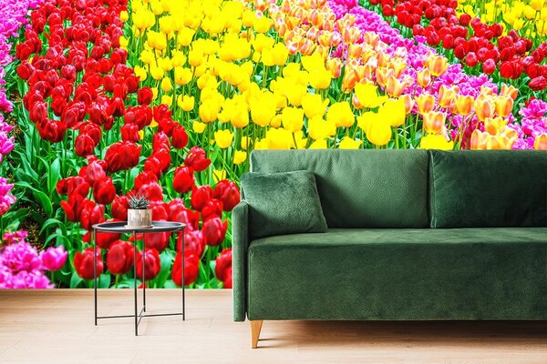 Fototapeta vrt pun tulipana