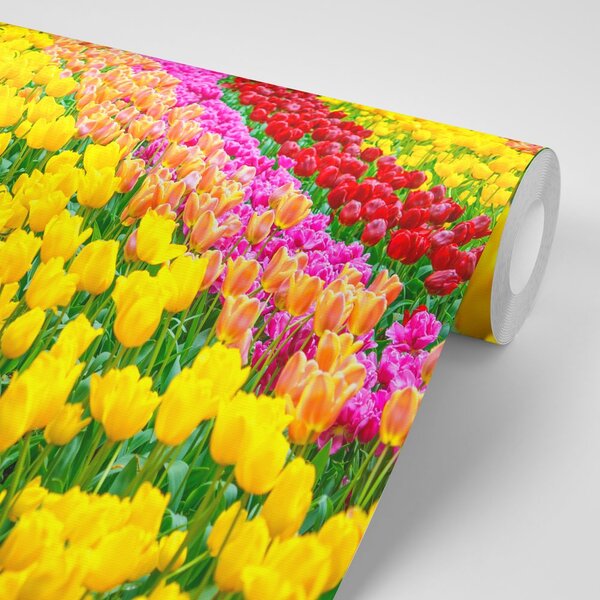 Fototapeta vrt pun tulipana