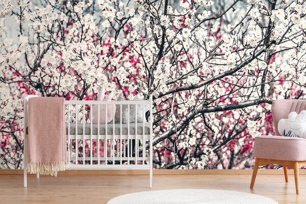 Fototapeta cvjetovi breskve