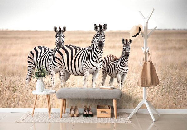Fototapeta tri zebre u savani