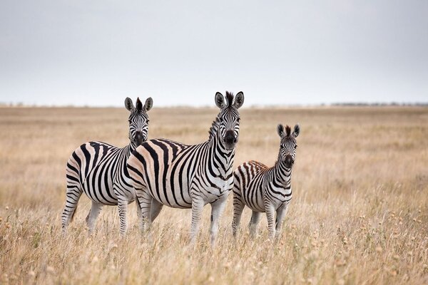 Fototapeta tri zebre u savani