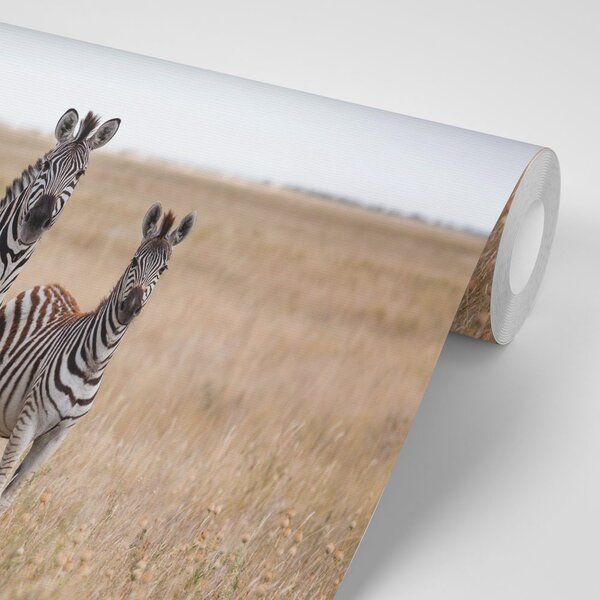 Fototapeta tri zebre u savani