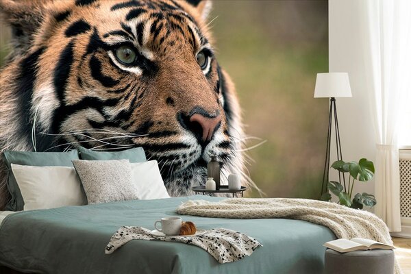 Fototapeta bengalski tigar