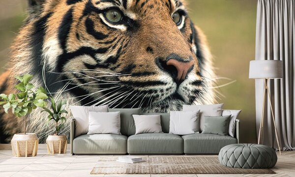 Fototapeta bengalski tigar