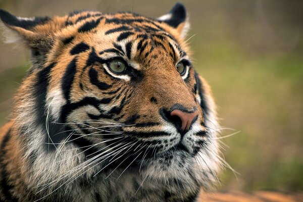 Fototapeta bengalski tigar