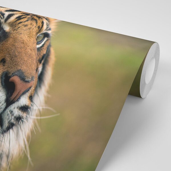 Fototapeta bengalski tigar