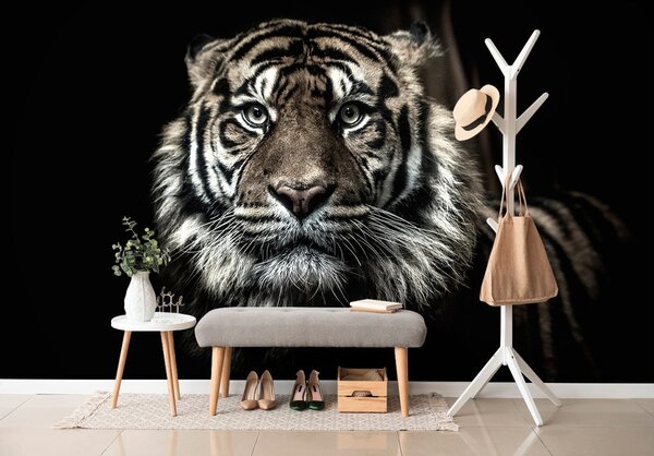 Fototapeta tigar