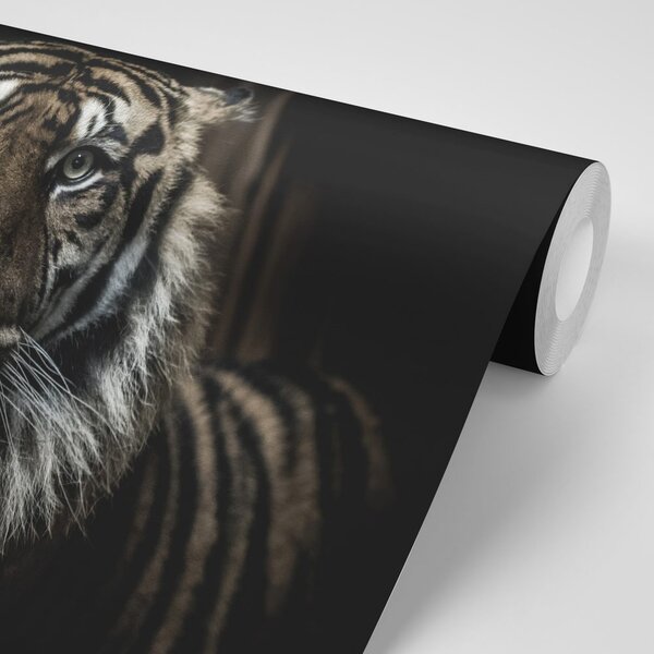 Fototapeta tigar