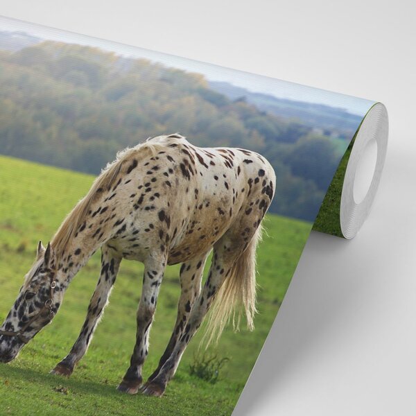 Fototapeta konj na livadi