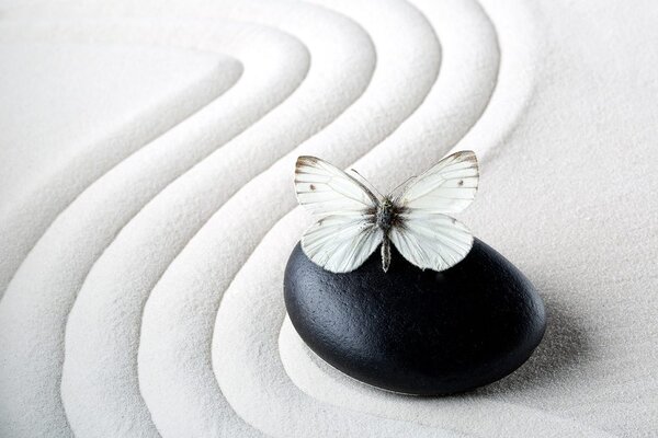 Tapeta Zen kamen s leptirom