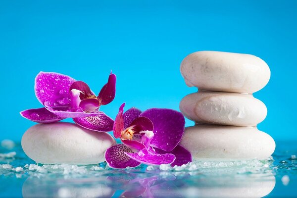 Fototapeta wellness mrtva priroda