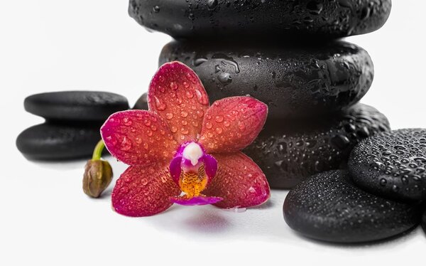 Tapeta orhideja i Zen kamenje na bijeloj pozadini