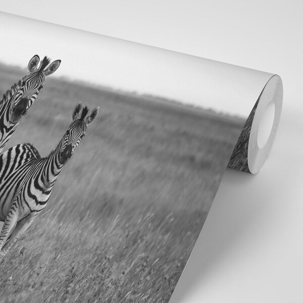 Fototapeta tri crno-bijele zebre u savani