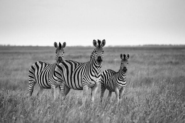 Fototapeta tri crno-bijele zebre u savani