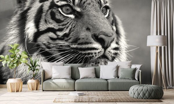 Fototapeta bengalski crno-bijeli tigar