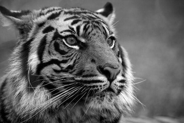 Fototapeta bengalski crno-bijeli tigar
