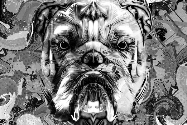 Tapeta buldog u crno-bijelom