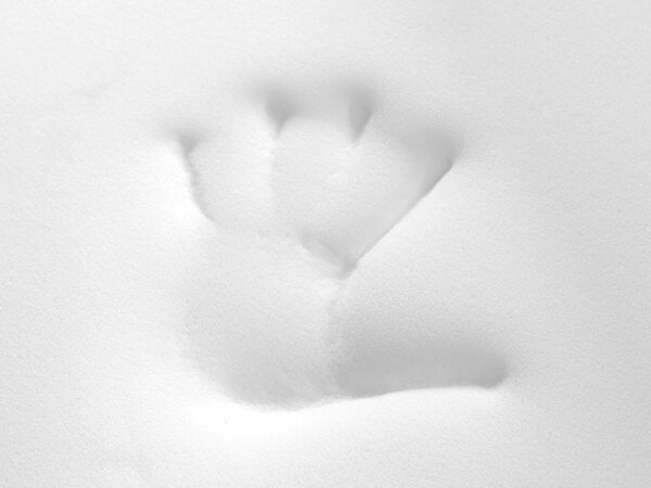Wilsondo Ortopedski pjenasti madrac Softina 90x200