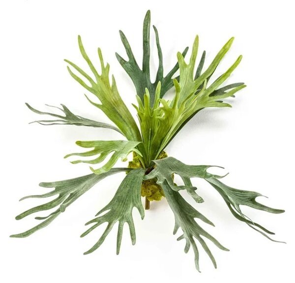 Staghorn praprat 48 cm