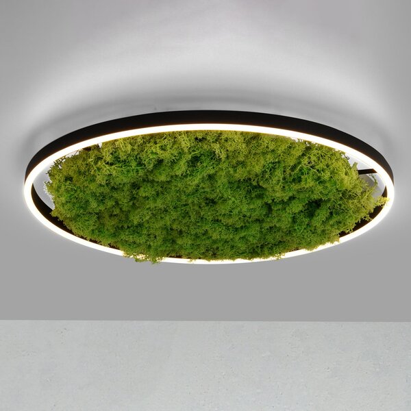 JUST LIGHT. GmbH LED stropna svjetiljka Green Ritus, mahovina prigušljiva Ø58,5cm, prigušiva, Zelena, Dnevni boravak/blagovaonica