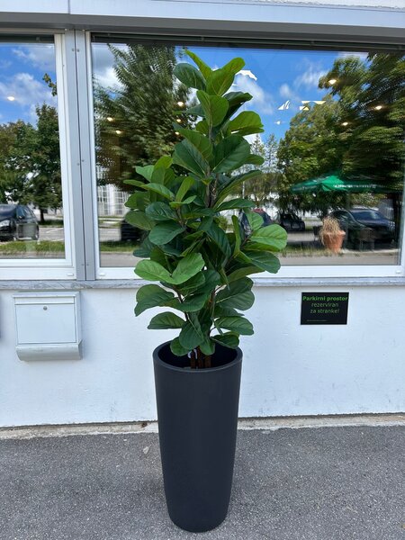 Umjetna smokva Lyrata 150 cm UV - 121 - 150 cm