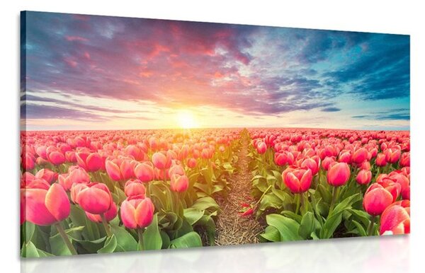 Slika izlazak sunca iznad livade s tulipanima