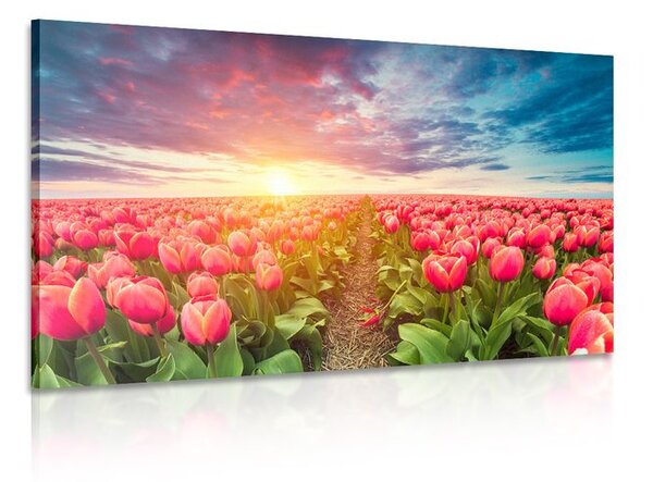 Slika izlazak sunca iznad livade s tulipanima
