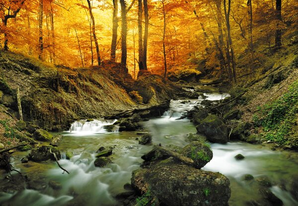 Foto tapeta - Šumski potok (147x102 cm)