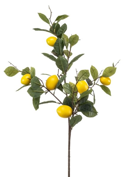 Grana limuna 95 cm - 91 - 120 cm