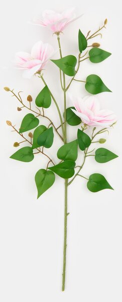Sinsay - Ukrasna biljka – pavitina