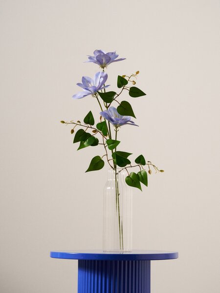 Sinsay - Ukrasna biljka – pavitina