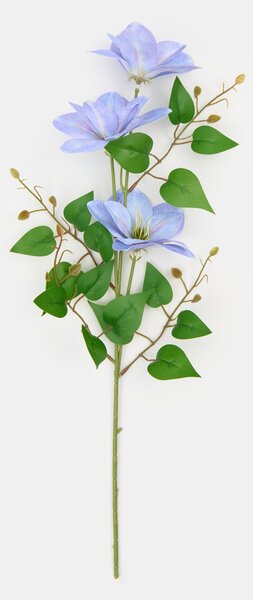 Sinsay - Ukrasna biljka – pavitina