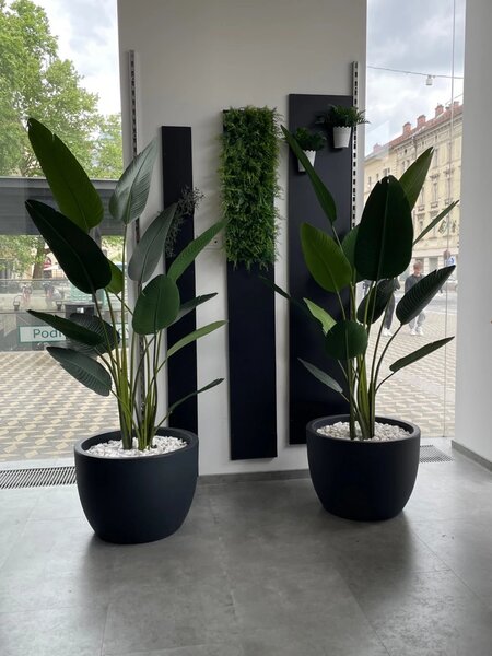 Umjetna Strelicija 190 cm - 181 - 200 cm
