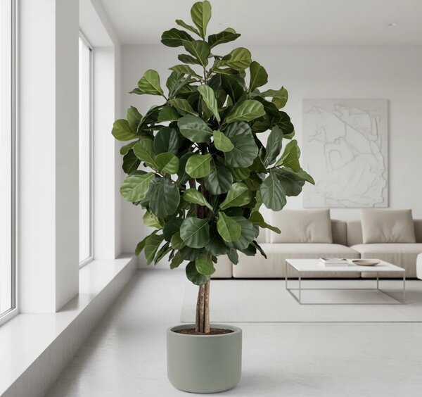 Umjetni Ficus Lyrata 180 cm Home - 151 - 180 cm