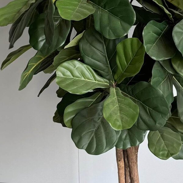 Umjetni Ficus Lyrata 180 cm Home - 151 - 180 cm