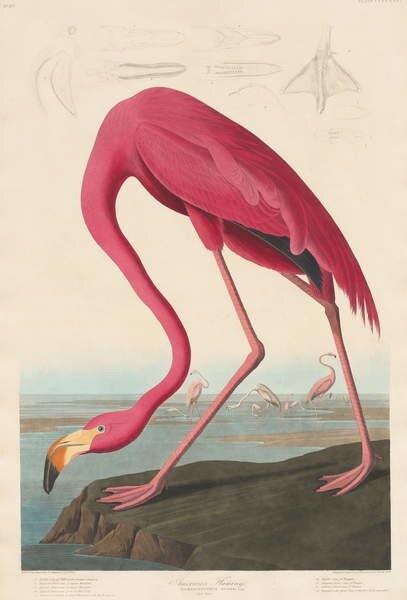 John James (after) Audubon - Reprodukcija umjetnosti American Flamingo, 1838, (26.7 x 40 cm)