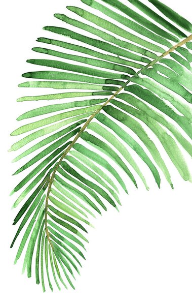 Ilustracija Watercolor palm leaf, Blursbyai, (26.7 x 40 cm)