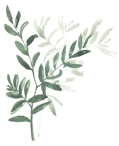 Ilustracija Watercolor laurel branch, Blursbyai, (30 x 40 cm)