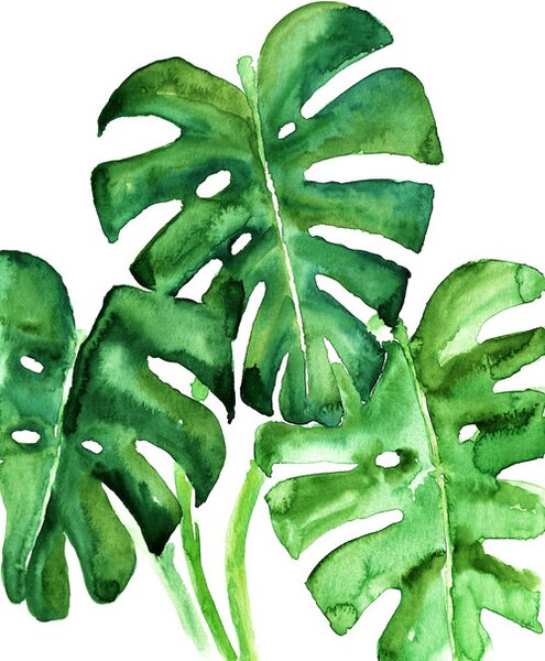 Ilustracija Watercolor monstera leaves, Blursbyai, (26.7 x 40 cm)