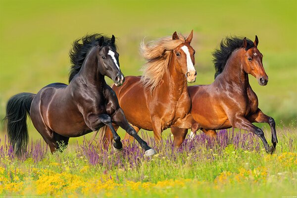 Poster Horses - Trčanje